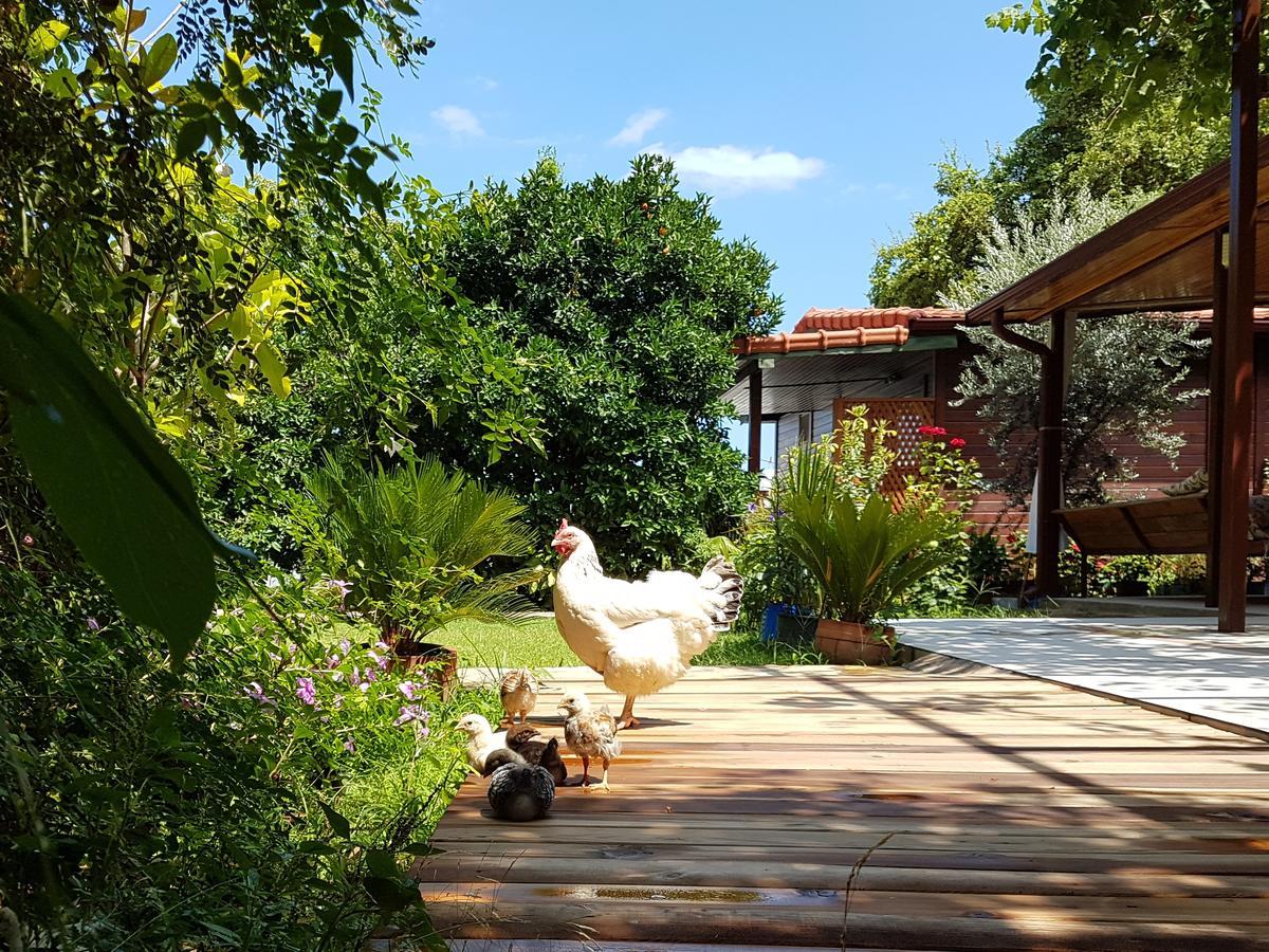 Aygun Pension Tekirova Extérieur photo